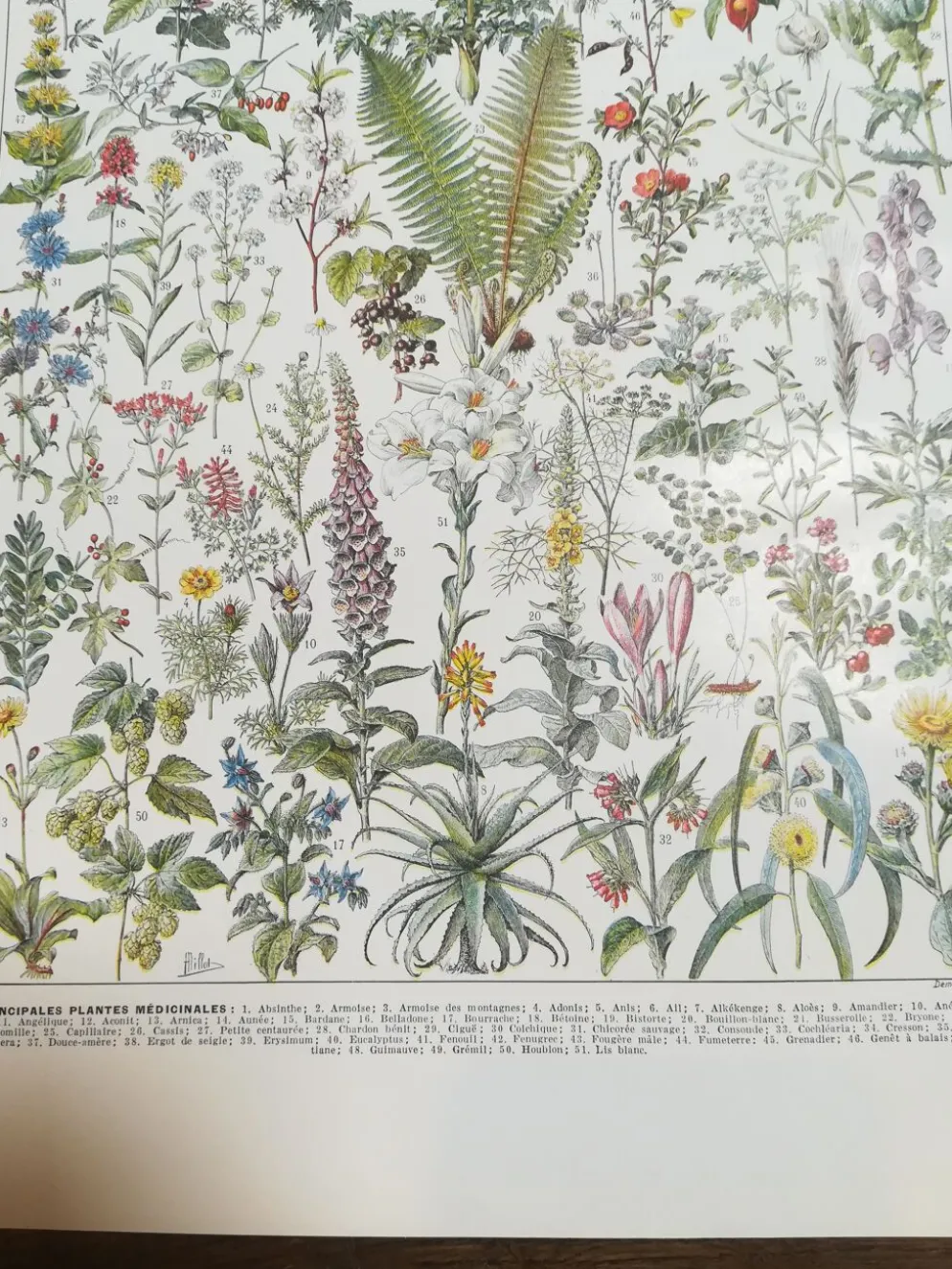 Lithographie sur les plantes médicinales de 1928 (absinthe)