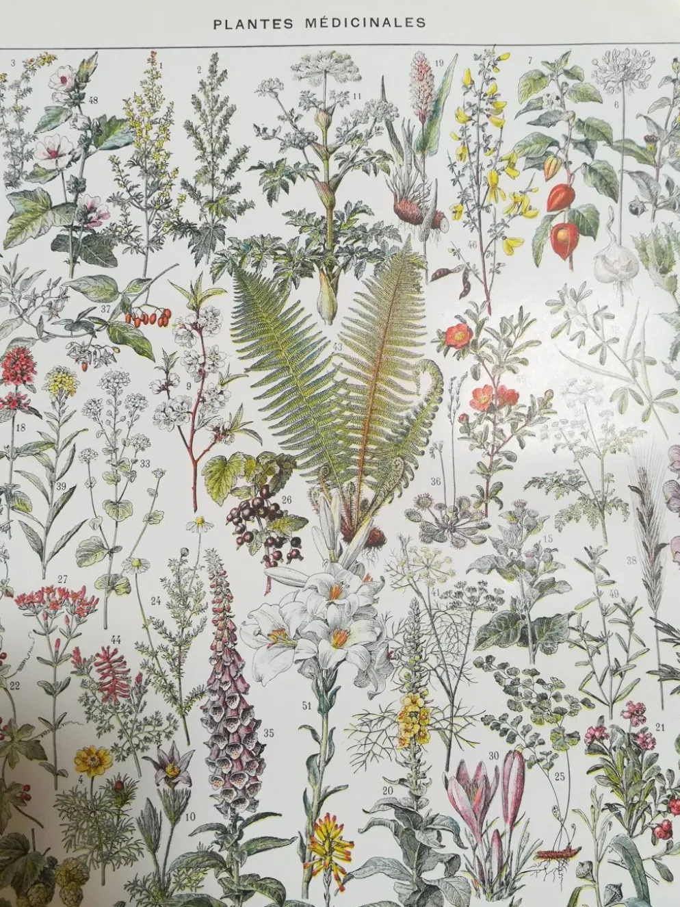 Lithographie sur les plantes médicinales de 1928 (absinthe)