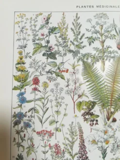 Lithographie sur les plantes médicinales de 1928 (absinthe)