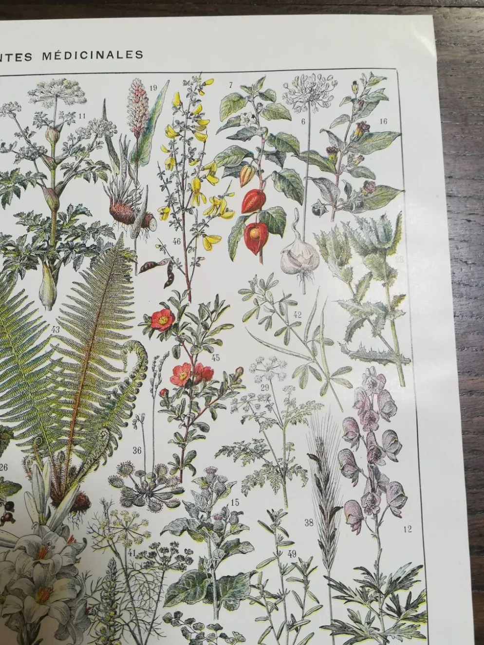 Lithographie sur les plantes médicinales de 1928 (absinthe)