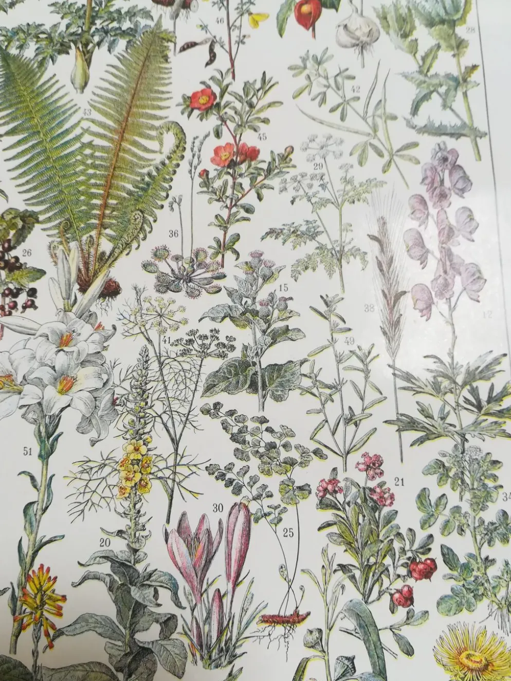 Lithographie sur les plantes médicinales de 1928 (absinthe)