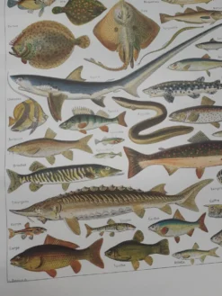 Lithographie sur les poissons de 1948