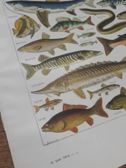 Lithographie sur les poissons de 1948