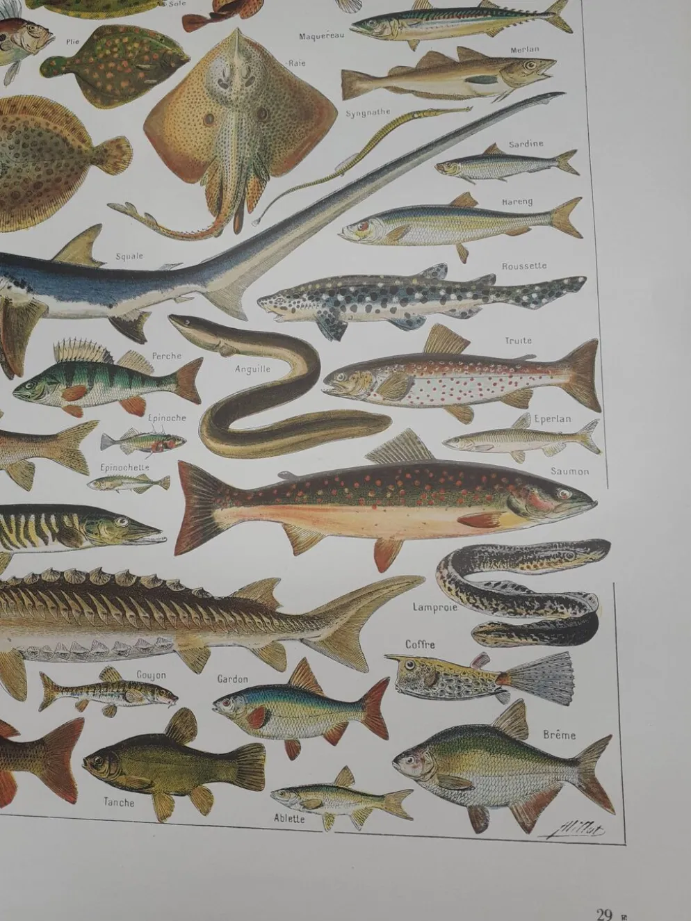 Lithographie sur les poissons de 1948