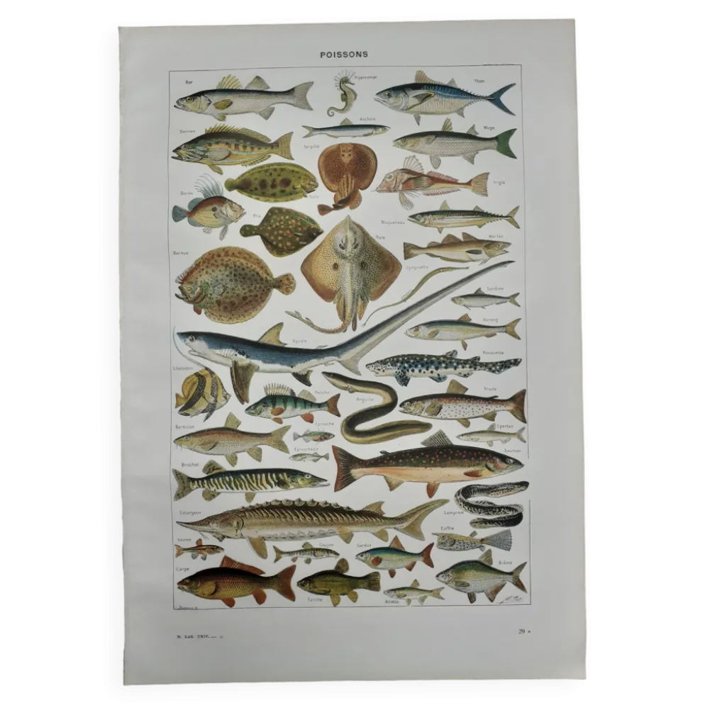 Lithographie sur les poissons de 1948