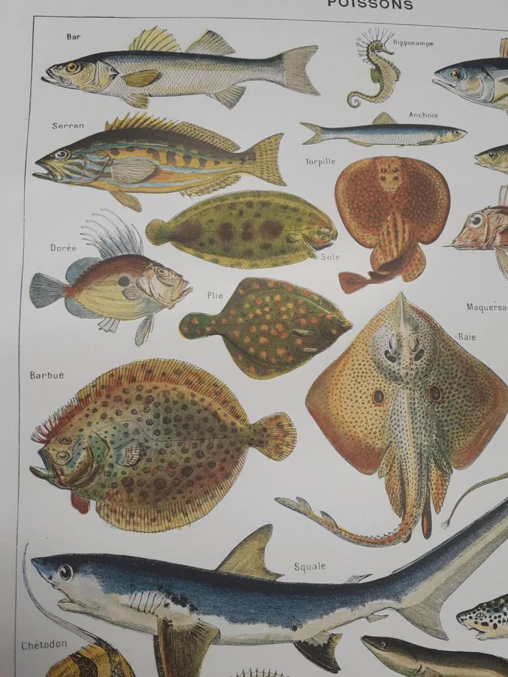 Lithographie sur les poissons de 1948