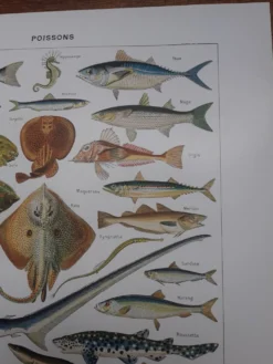 Lithographie sur les poissons de 1948