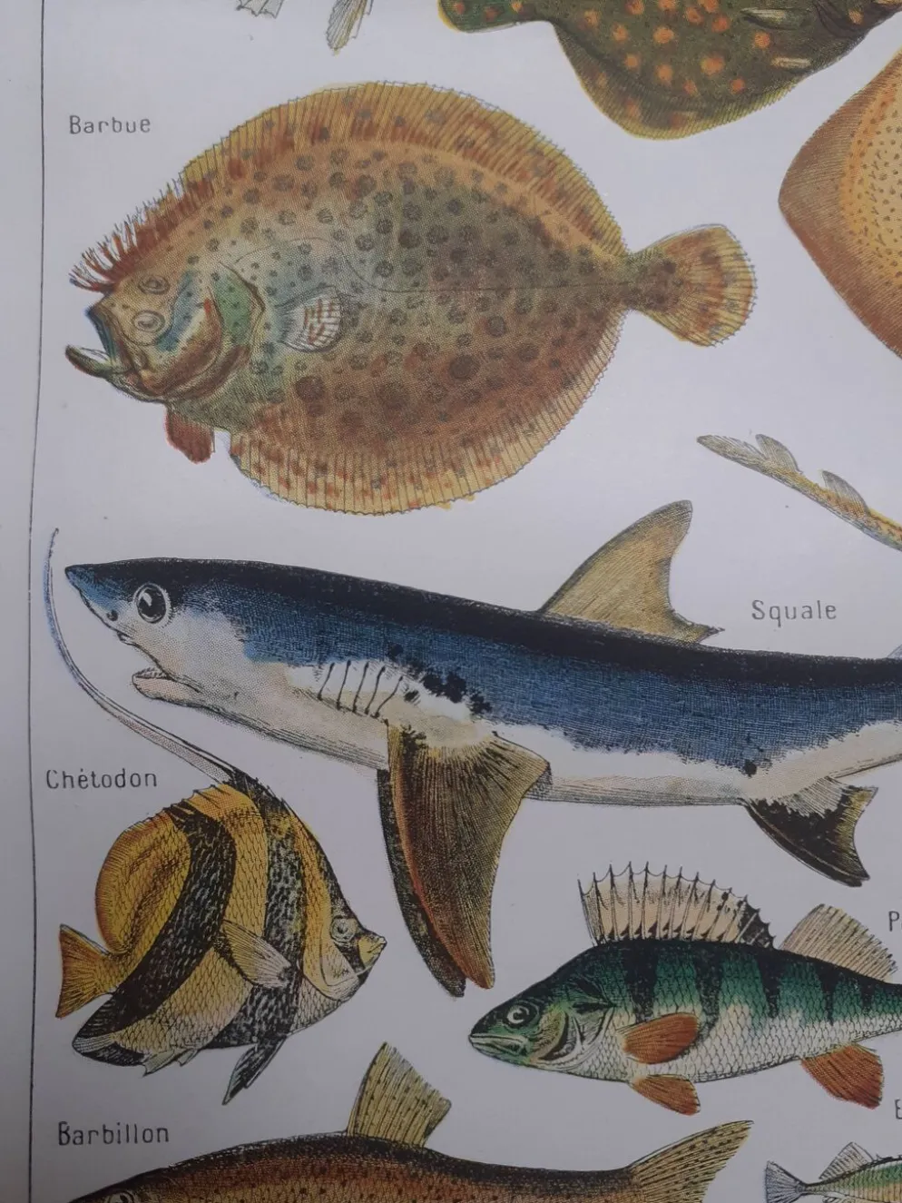 Lithographie sur les poissons de 1948