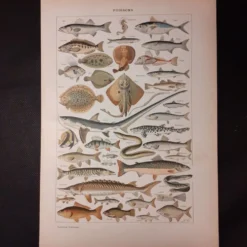 Lithographie sur les poissons de 1922
