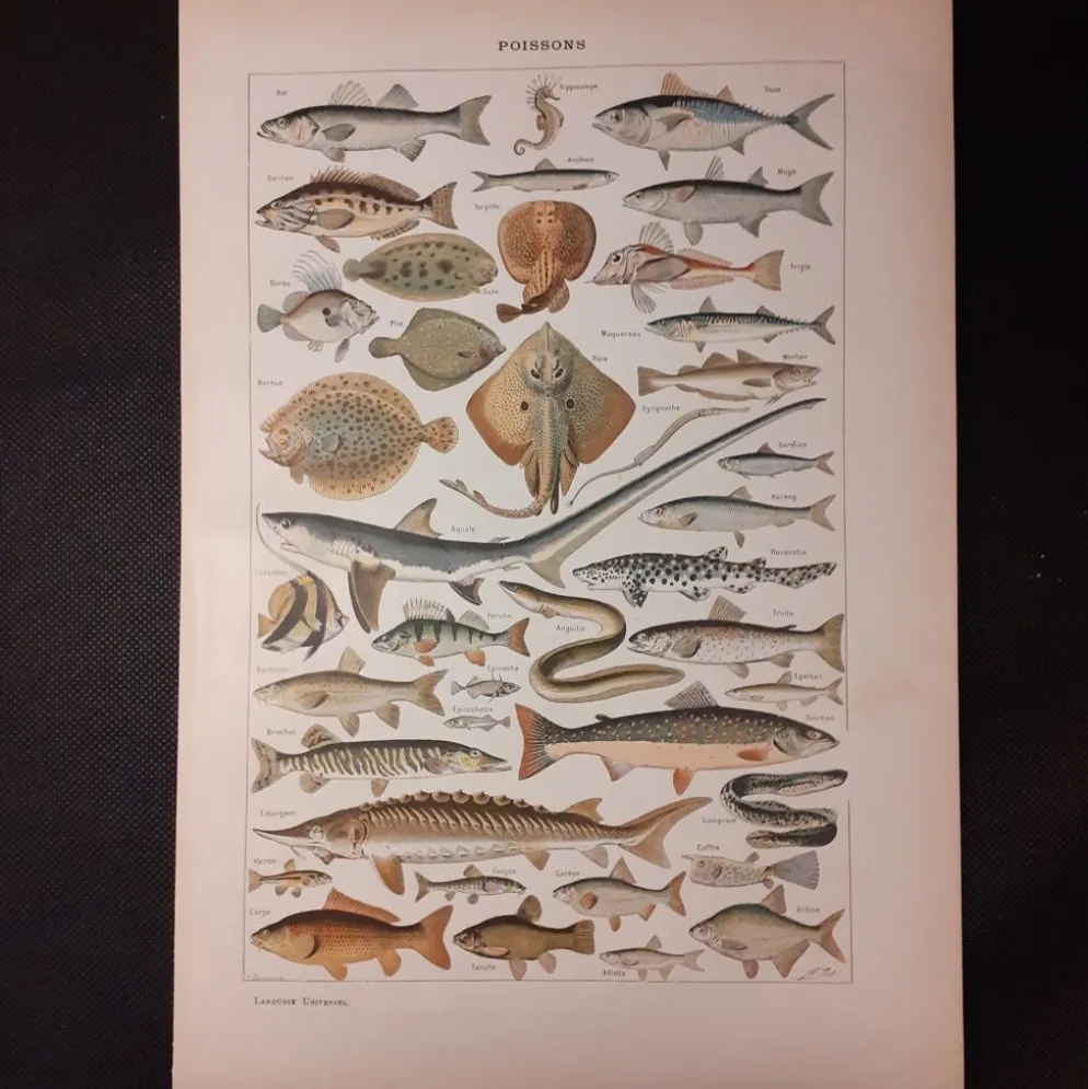 Lithographie sur les poissons de 1922