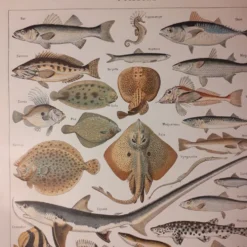 Lithographie sur les poissons de 1922
