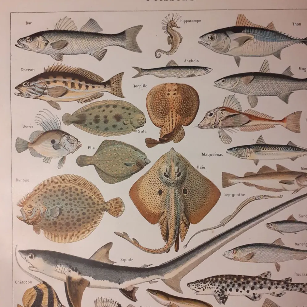 Lithographie sur les poissons de 1922