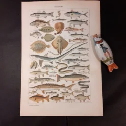 Lithographie sur les poissons de 1922