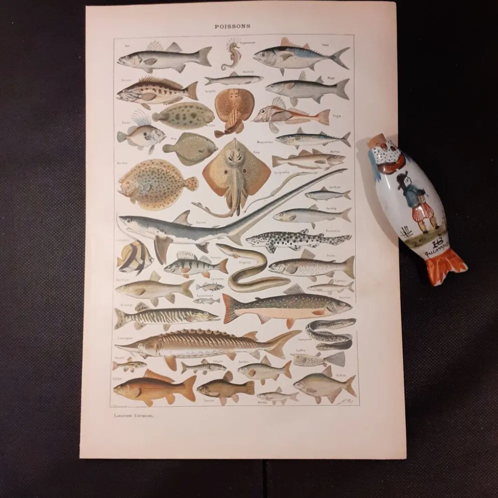 Lithographie sur les poissons de 1922