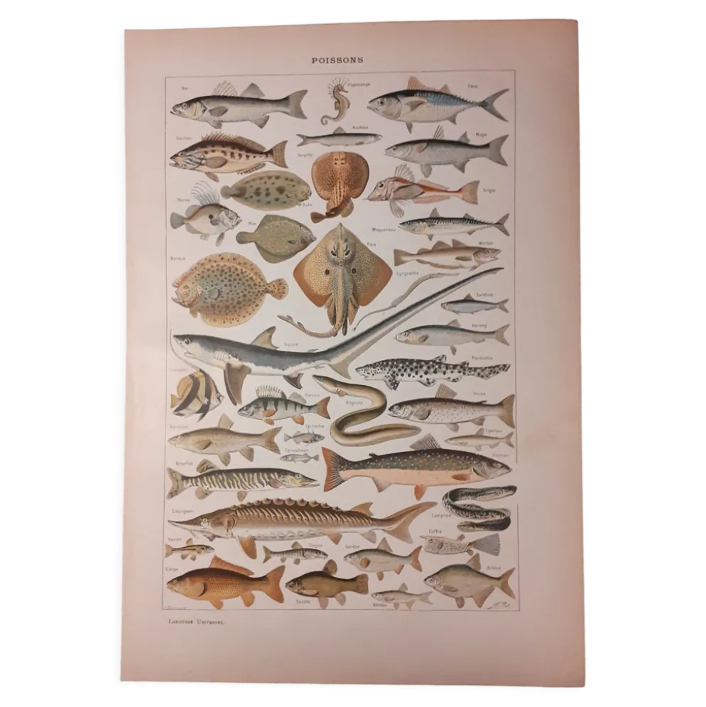 Lithographie sur les poissons de 1922