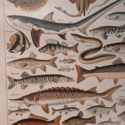 Lithographie sur les poissons de 1922