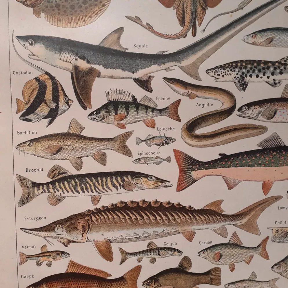 Lithographie sur les poissons de 1922