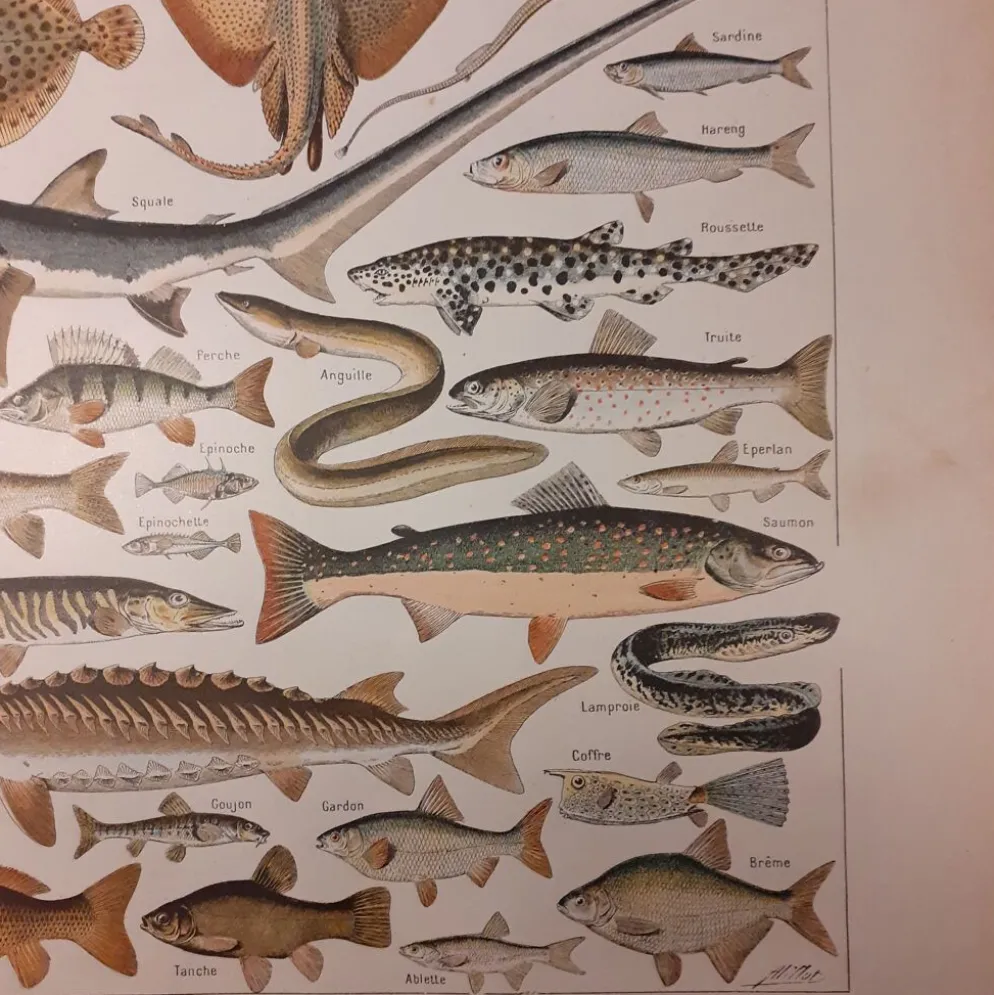 Lithographie sur les poissons de 1922