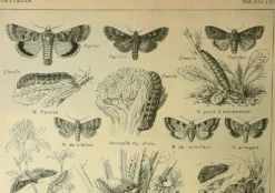 Lithographie vintage 1921. De Dessertenne - Noctuelle et papillon. Gravure