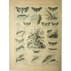 Lithographie vintage 1921. De Dessertenne - Noctuelle et papillon. Gravure