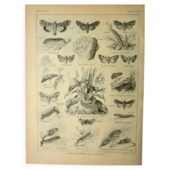 Lithographie vintage 1921. De Dessertenne - Noctuelle et papillon. Gravure
