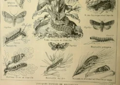 Lithographie vintage 1921. De Dessertenne - Noctuelle et papillon. Gravure