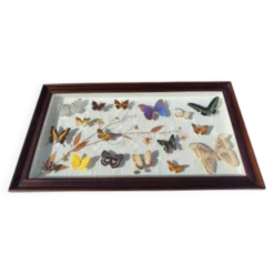 Lot de papillons exotique