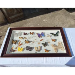 Lot de papillons exotique