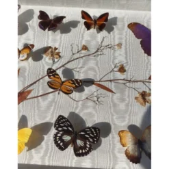 Lot de papillons exotique