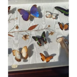 Lot de papillons exotique