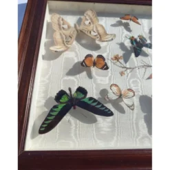 Lot de papillons exotique