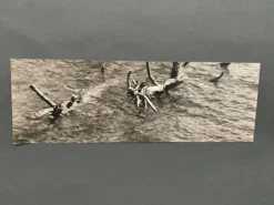 Lot de 3 photos anciennes Bernard Darot Lac Ile Sapins XXe