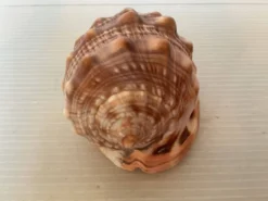 Mini coquillage cypraea cassis rufa