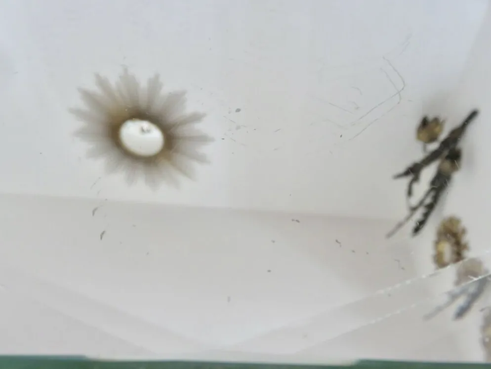 Miroir octogonal biseauté, années 40-50