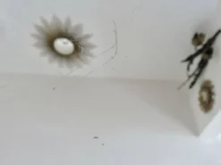 Miroir octogonal biseauté, années 40-50