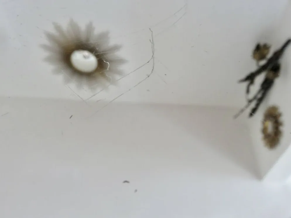 Miroir octogonal biseauté, années 40-50