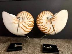 Nautilus Pompilius