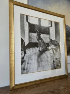 original vintage silver print "wolves"