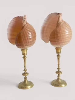 Paire de coquillages naturels sur un candélabre en laiton Skultuna du milieu du siècle suédois.