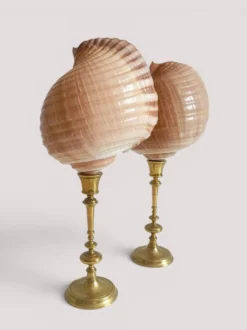 Paire de coquillages naturels sur un candélabre en laiton Skultuna du milieu du siècle suédois.