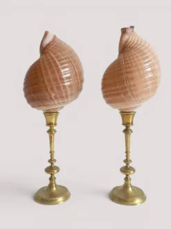 Paire de coquillages naturels sur un candélabre en laiton Skultuna du milieu du siècle suédois.