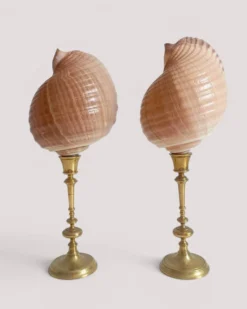 Paire de coquillages naturels sur un candélabre en laiton Skultuna du milieu du siècle suédois.