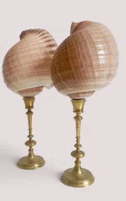 Paire de coquillages naturels sur un candélabre en laiton Skultuna du milieu du siècle suédois.
