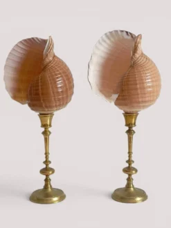 Paire de coquillages naturels sur un candélabre en laiton Skultuna du milieu du siècle suédois.