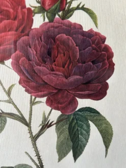 Paire de gravures Redouté