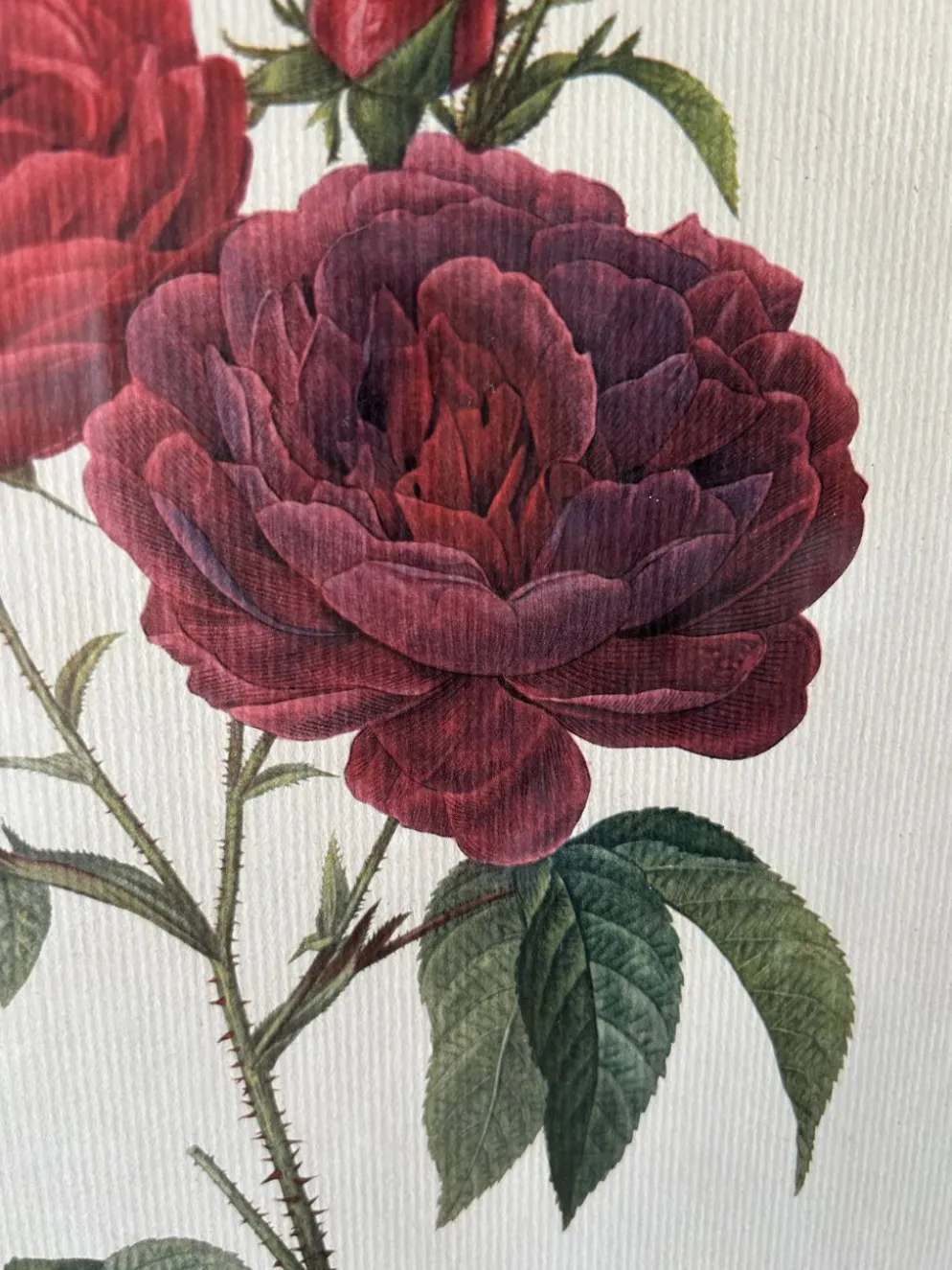 Paire de gravures Redouté