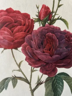 Paire de gravures Redouté
