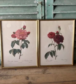 Paire de gravures Redouté