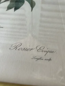 Paire de gravures Redouté