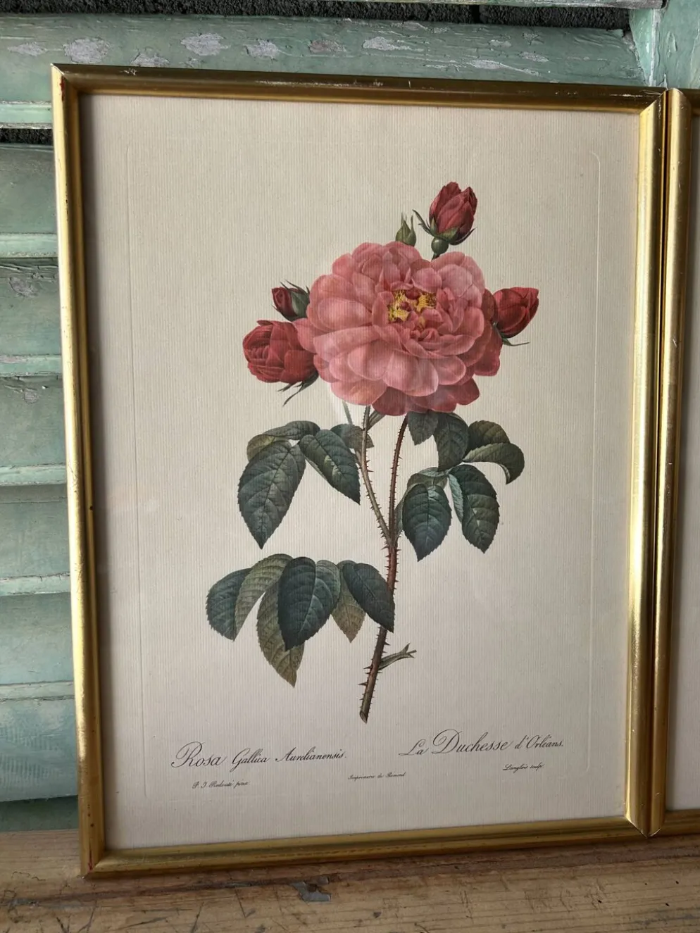 Paire de gravures Redouté